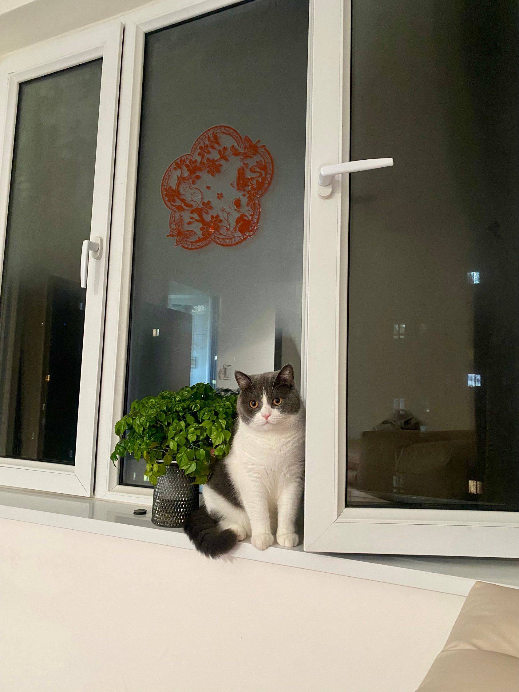 🐱_1