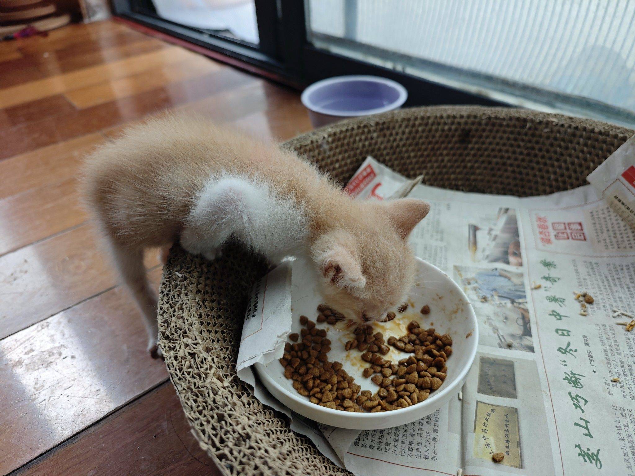 4.6出生的可爱小奶猫求领养。_3