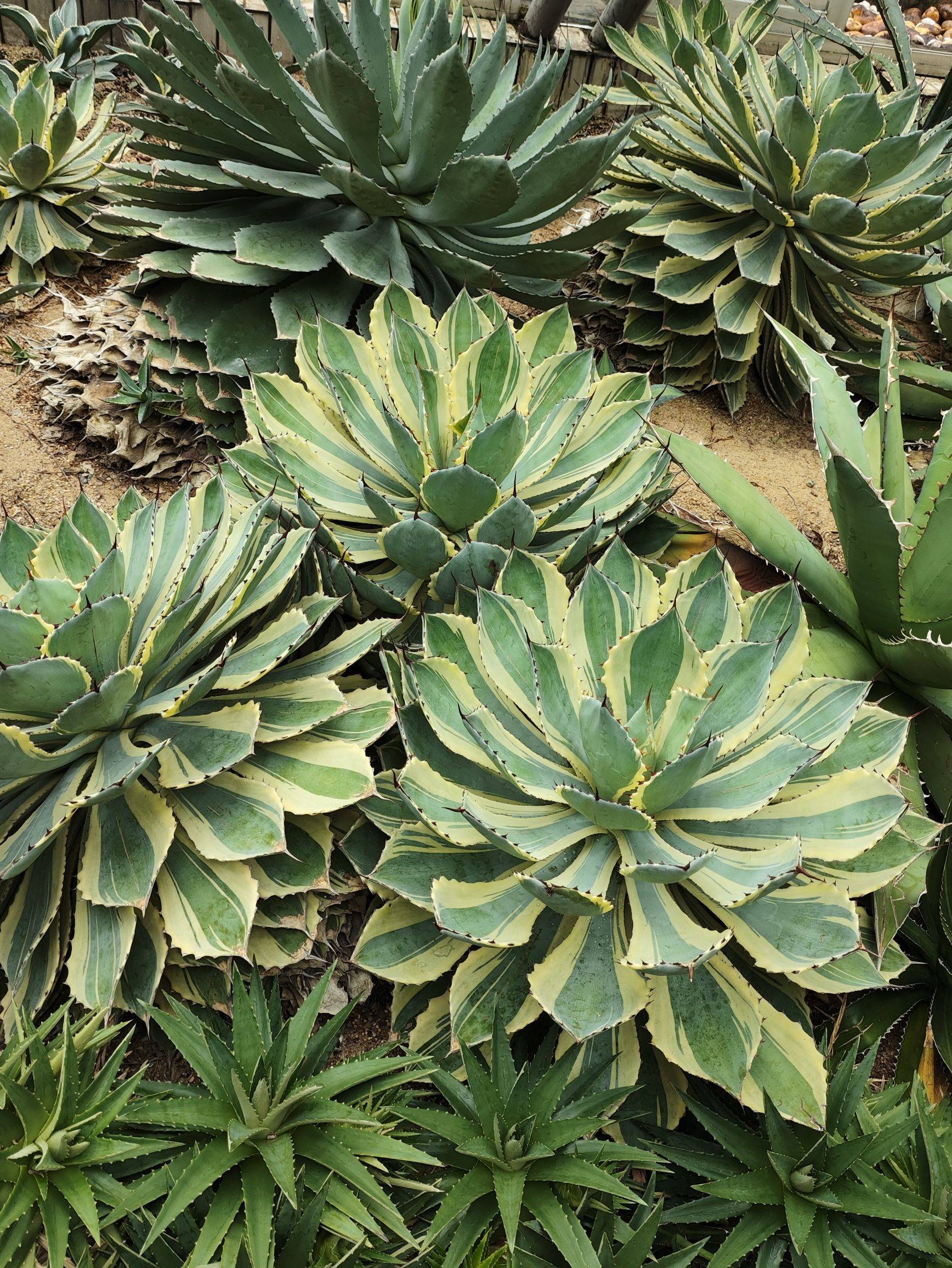 植物🏝️🏝️