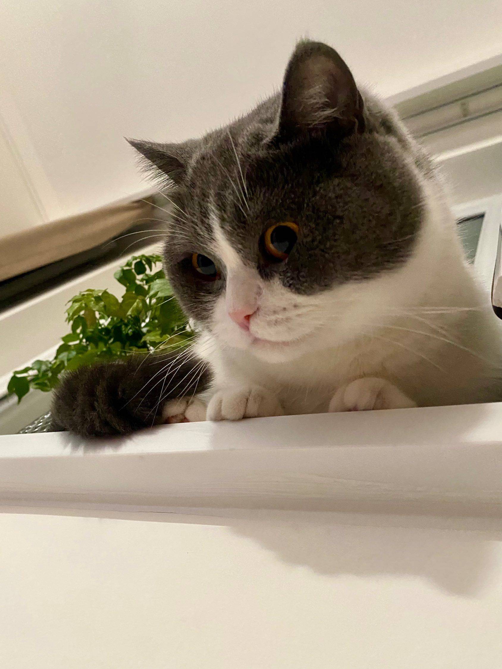 🐱