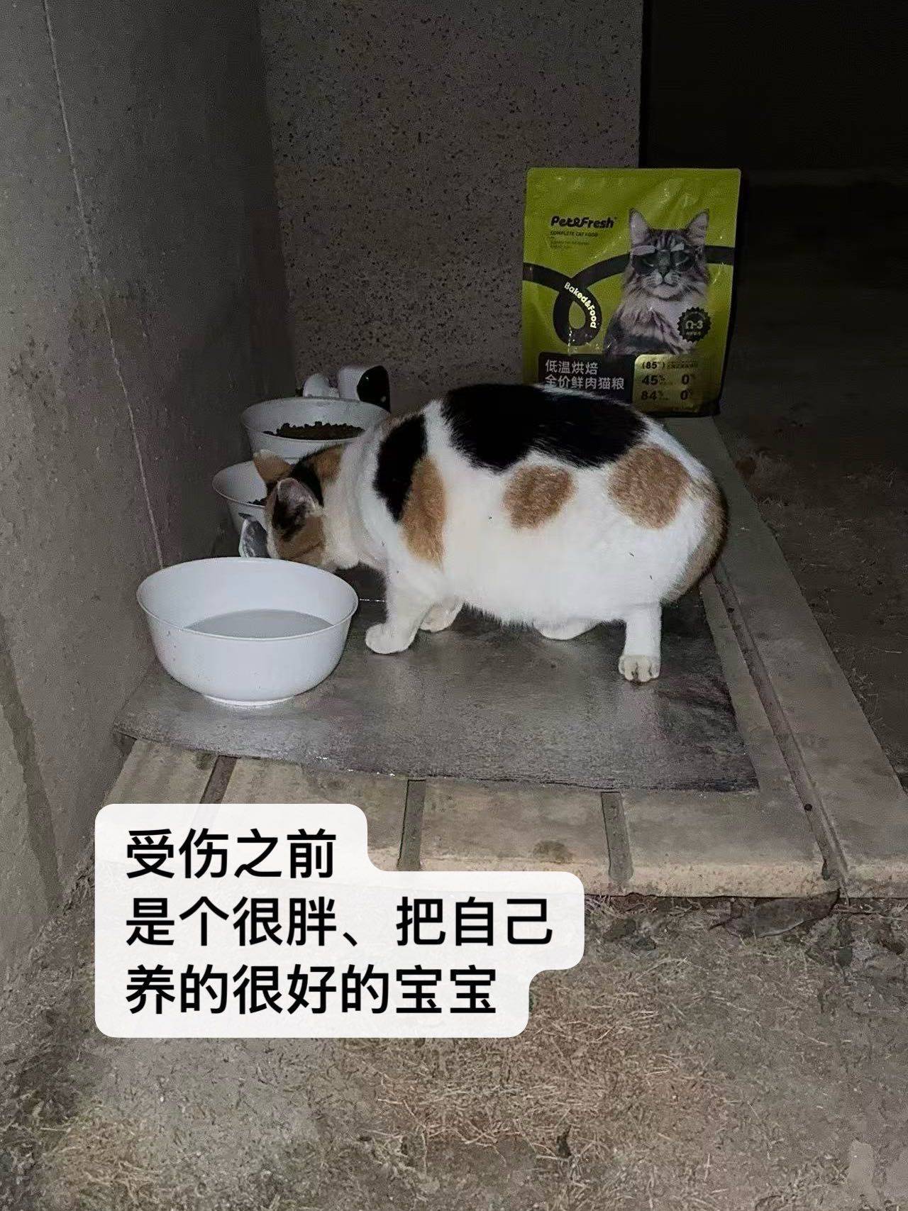 断尾三花找领养_3