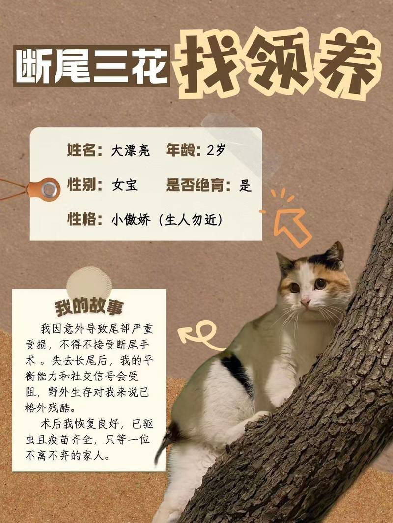 断尾三花找领养