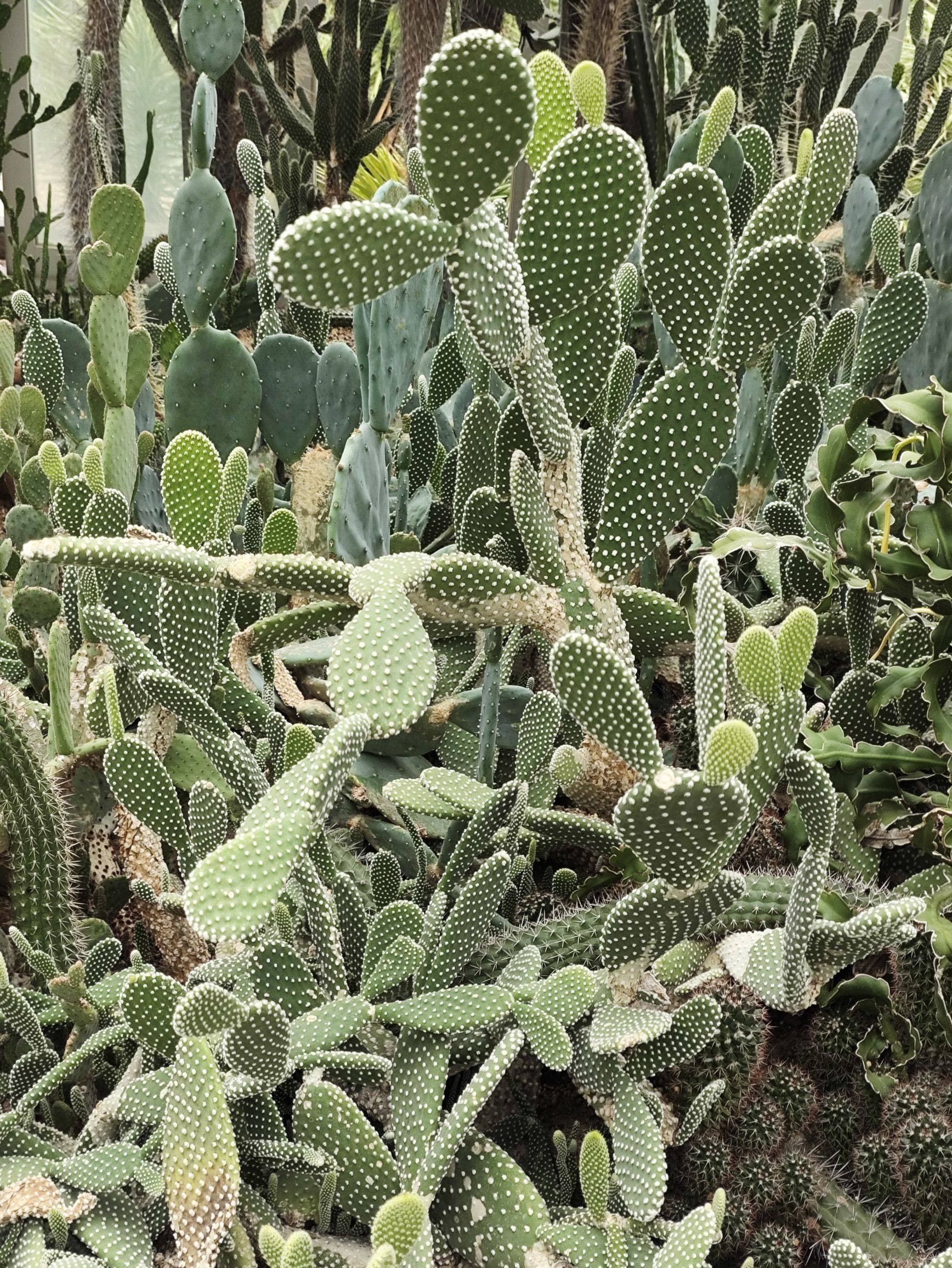 植物🏝️🏝️_1