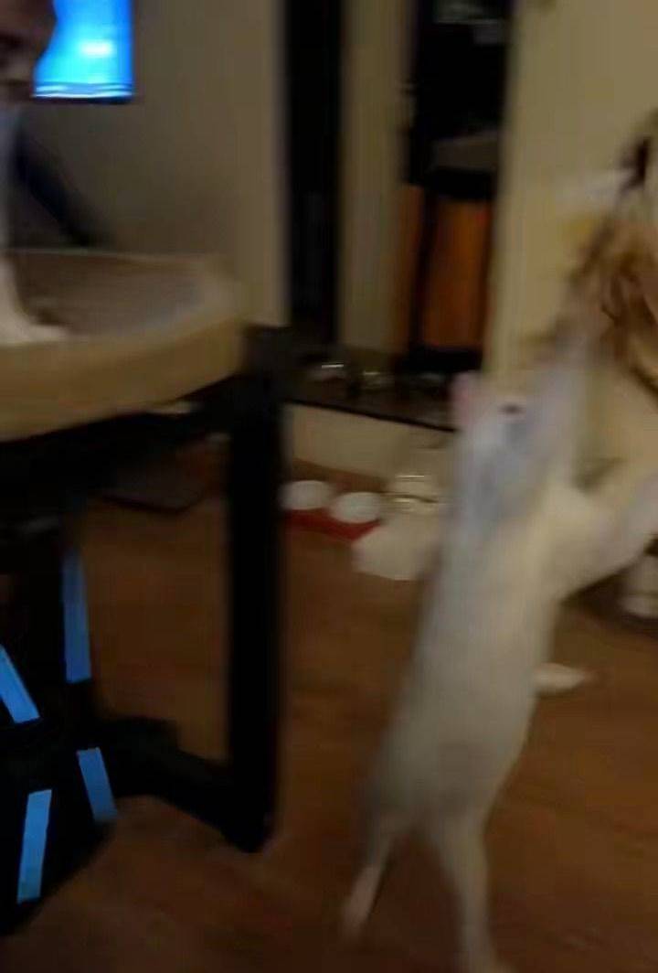皮实小白猫找爱❤️领养 白猫 猫咪