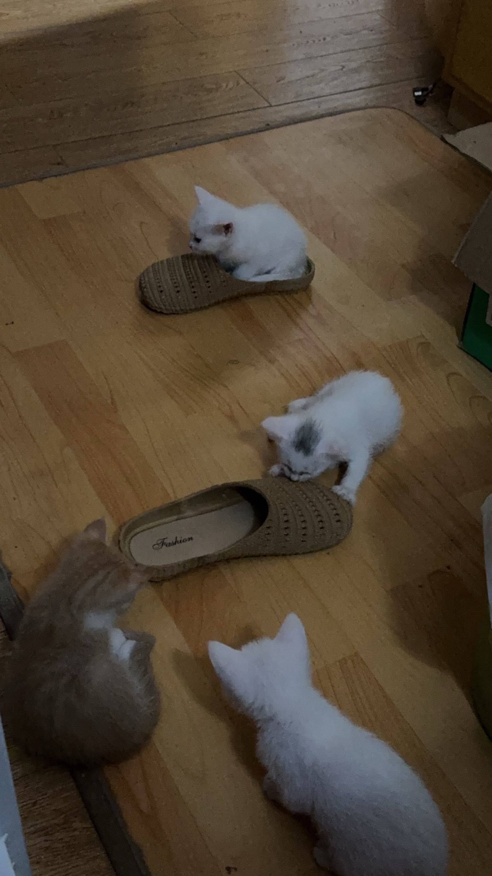 宁波海曙德文混血猫崽领养