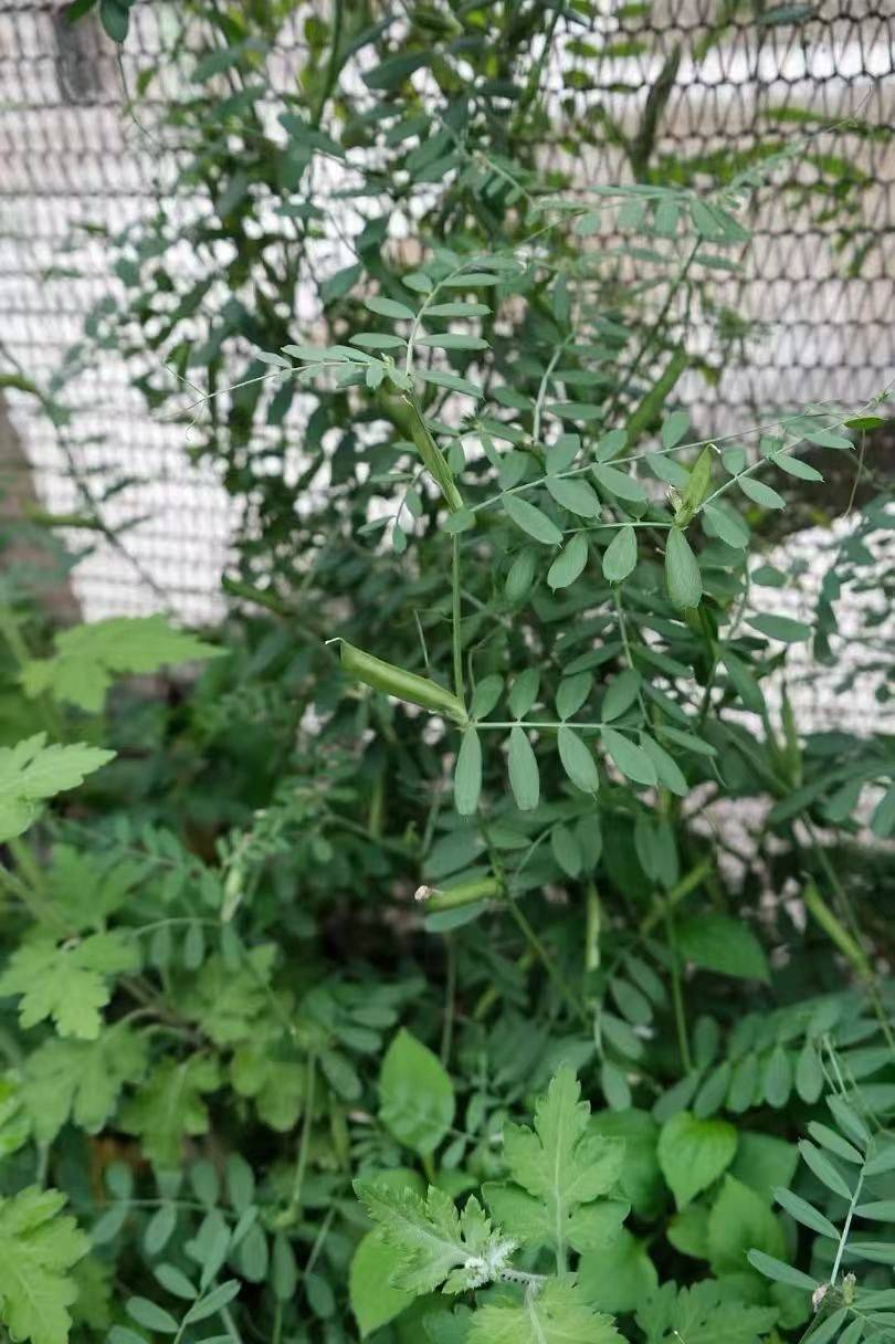 活动招募 | 来荒野阳台,做一小时业余园丁_3