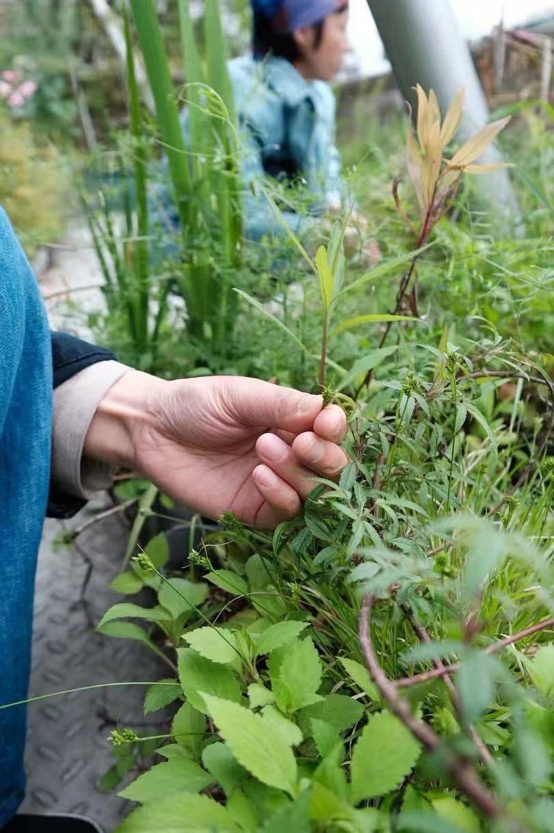 活动招募 | 来荒野阳台,做一小时业余园丁_1