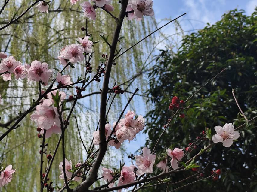 路边的野花~你不要采~~~当当当当~_2