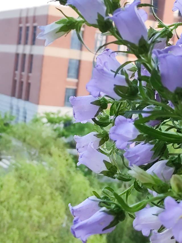 路边的野花~你不要采~~~当当当当~