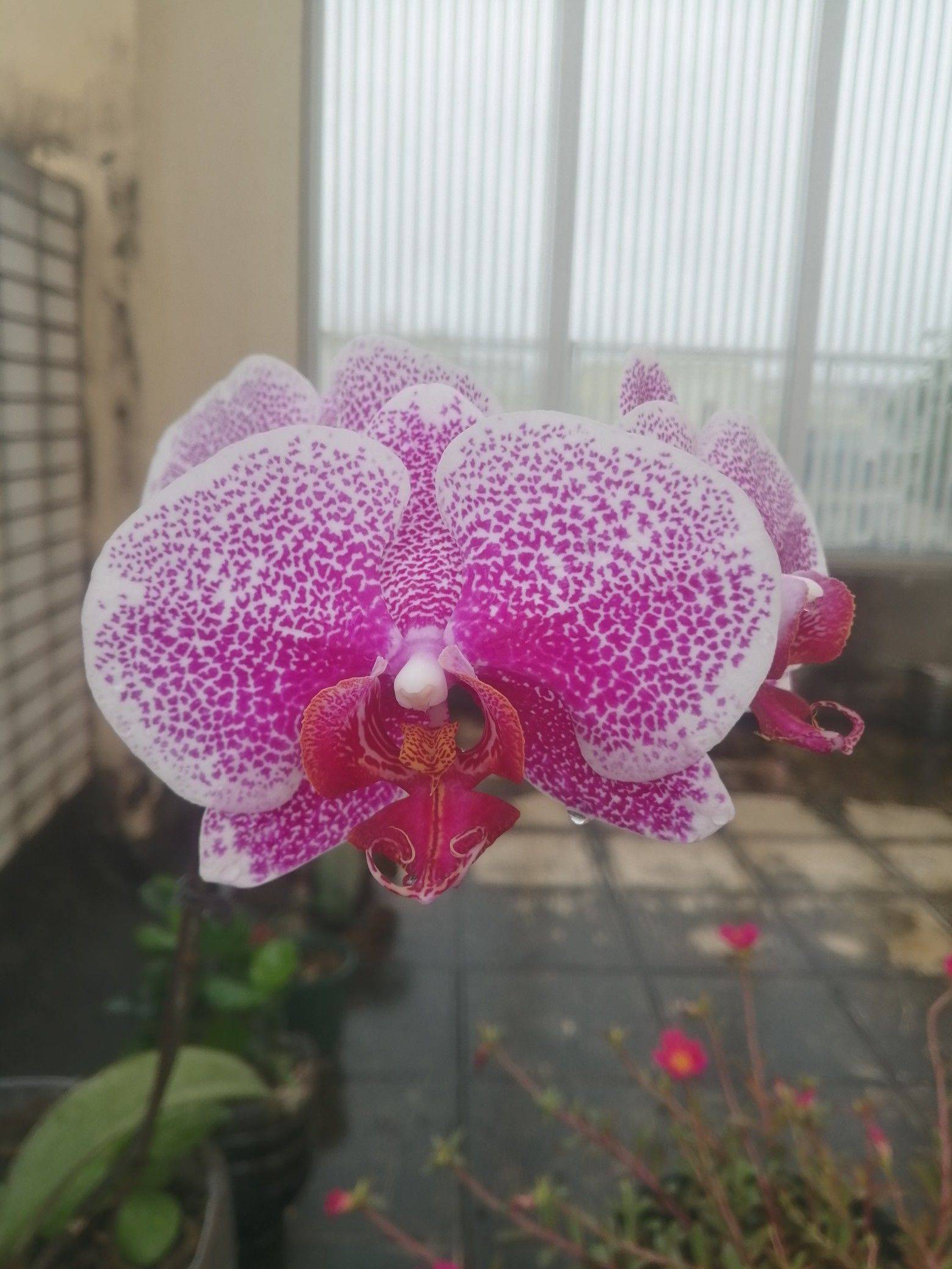 花褪残红青杏小