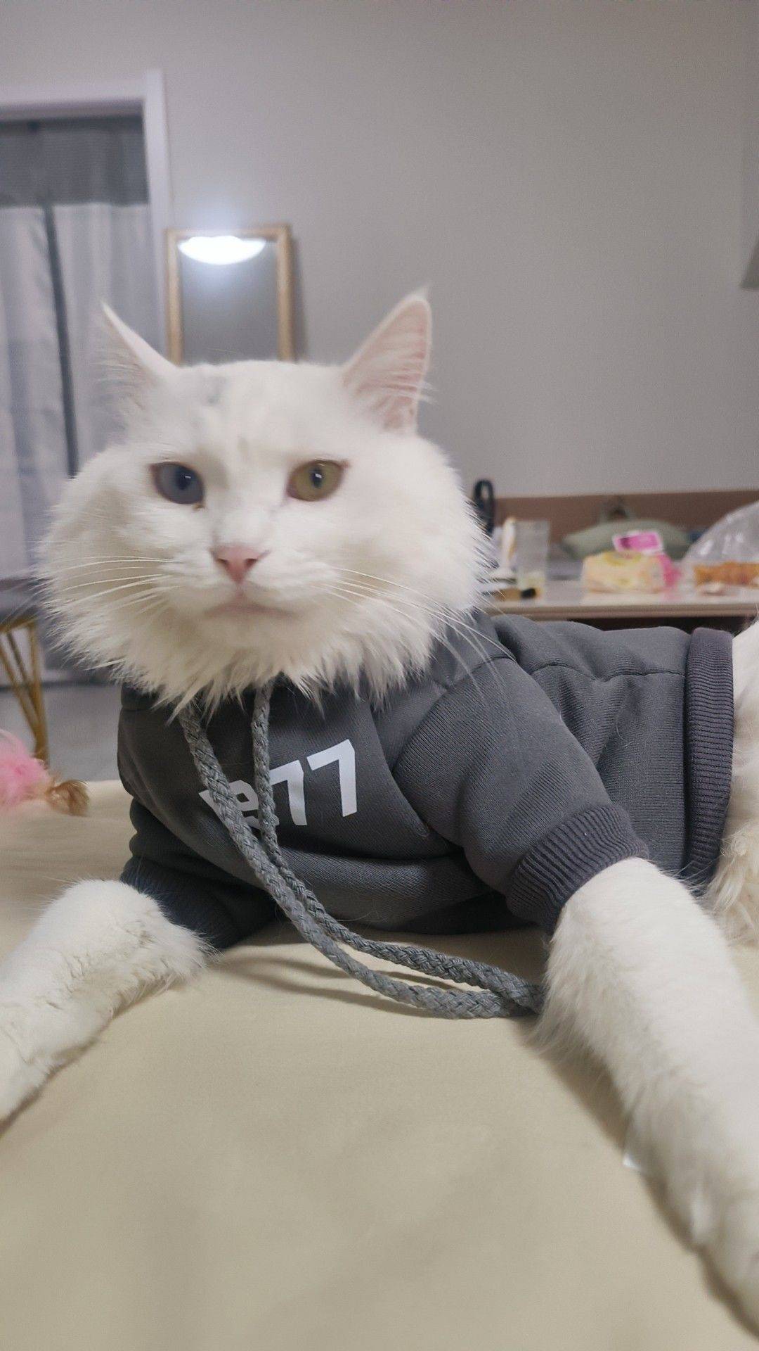 宠物寄养_2