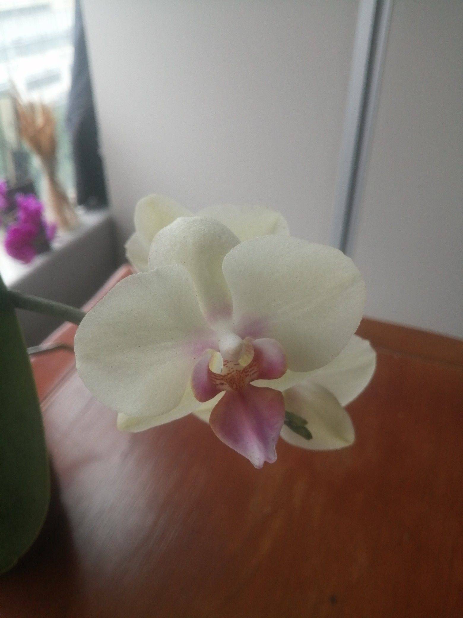 春花秋月