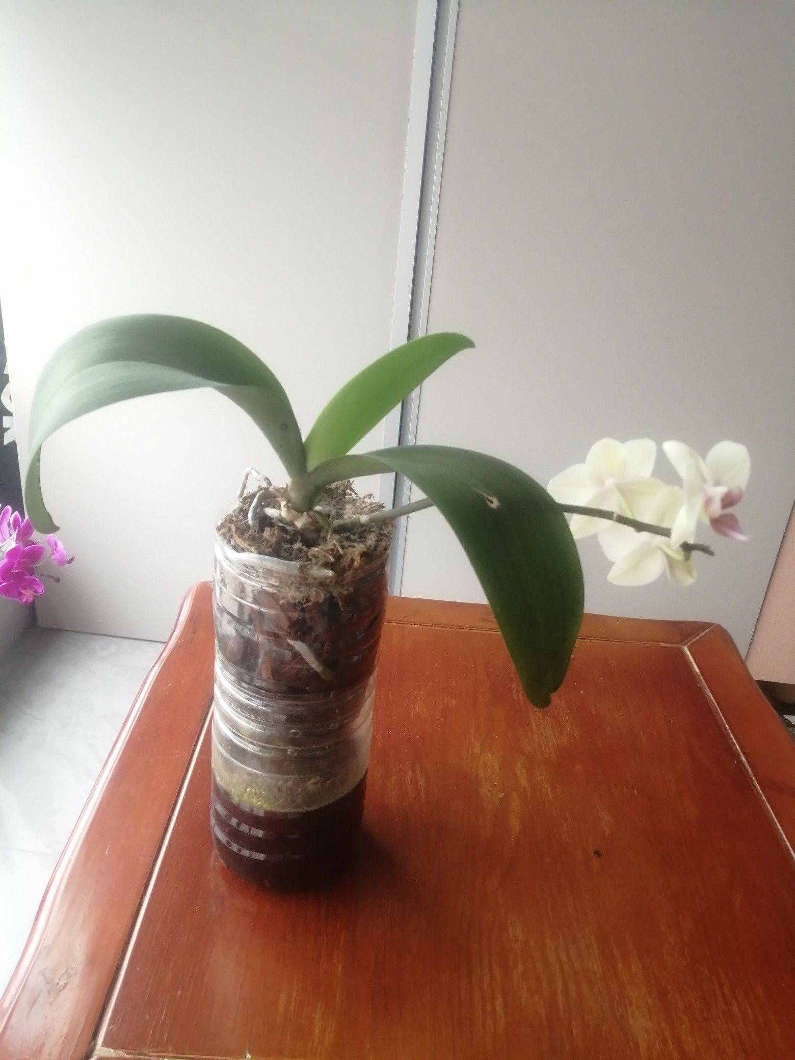 春花秋月_1