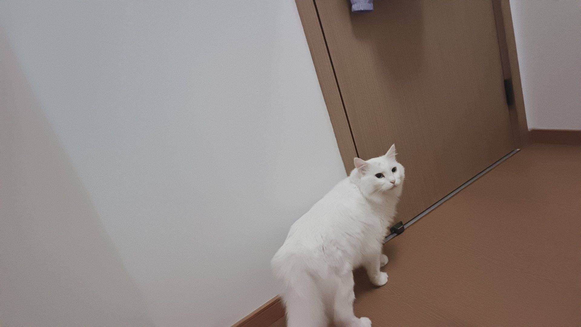 宠物寄养