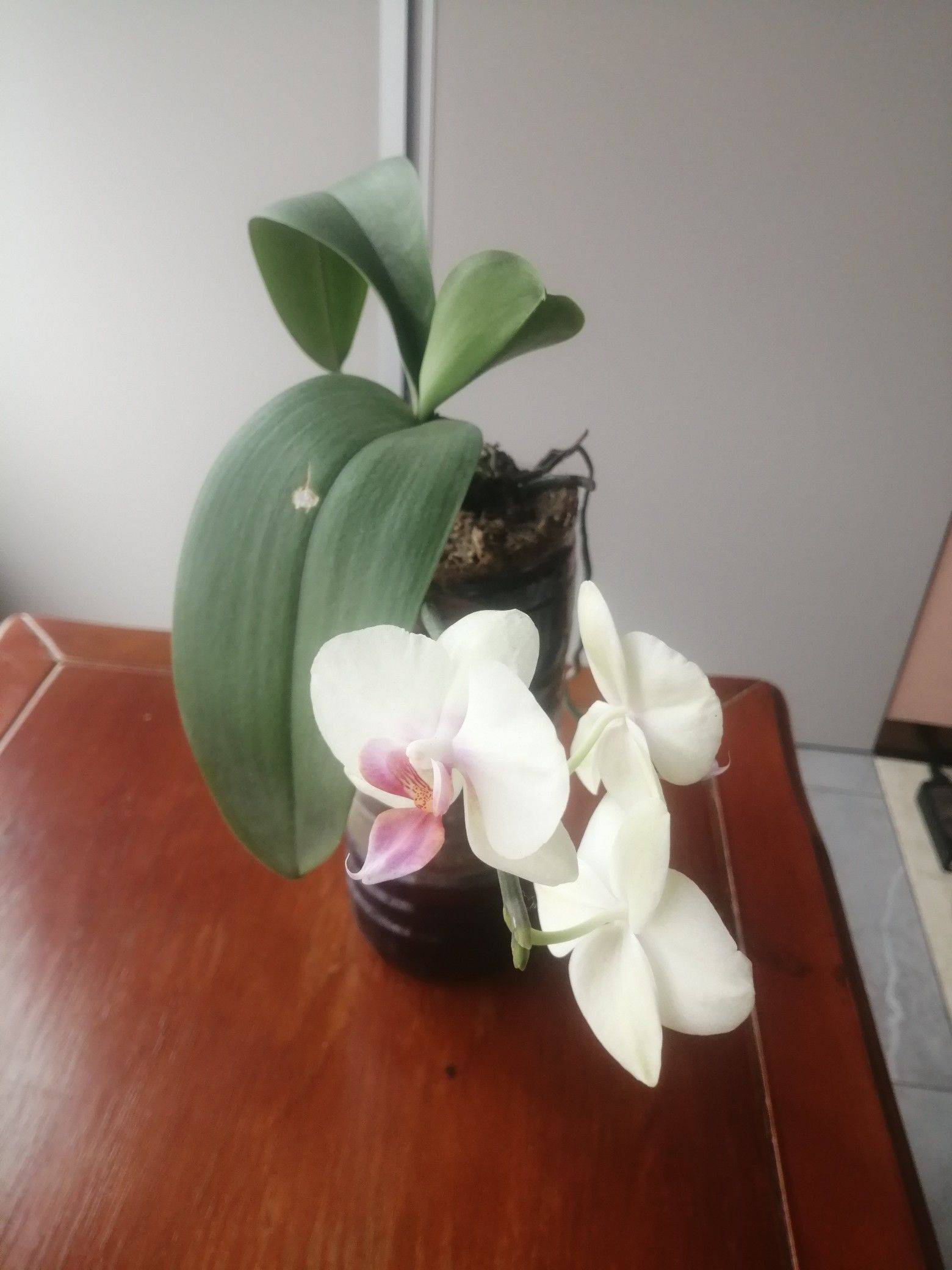 春花秋月_2