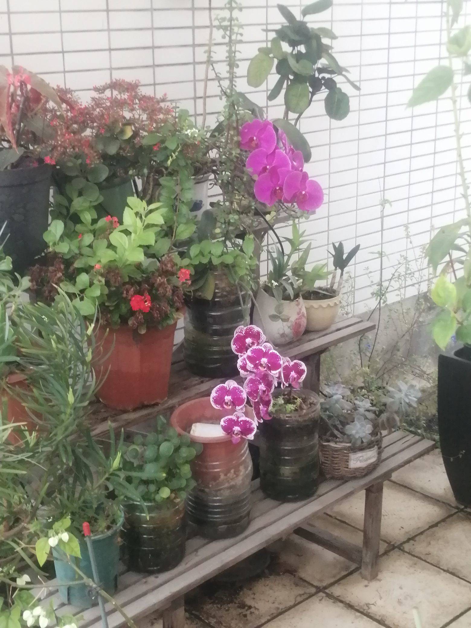绿肥红瘦