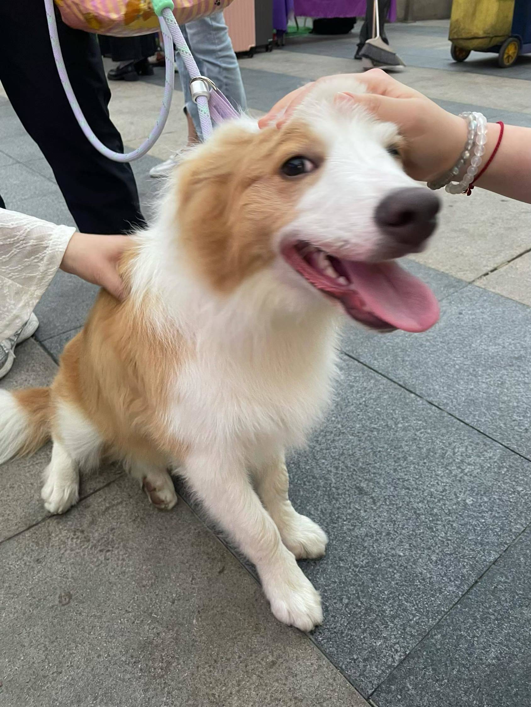 这个小狗🐶好可爱哦