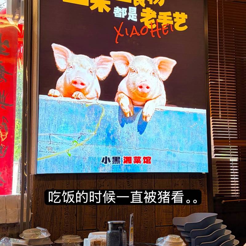 上海|在湘菜馆吃饭一直被两只猪盯着🤨_2