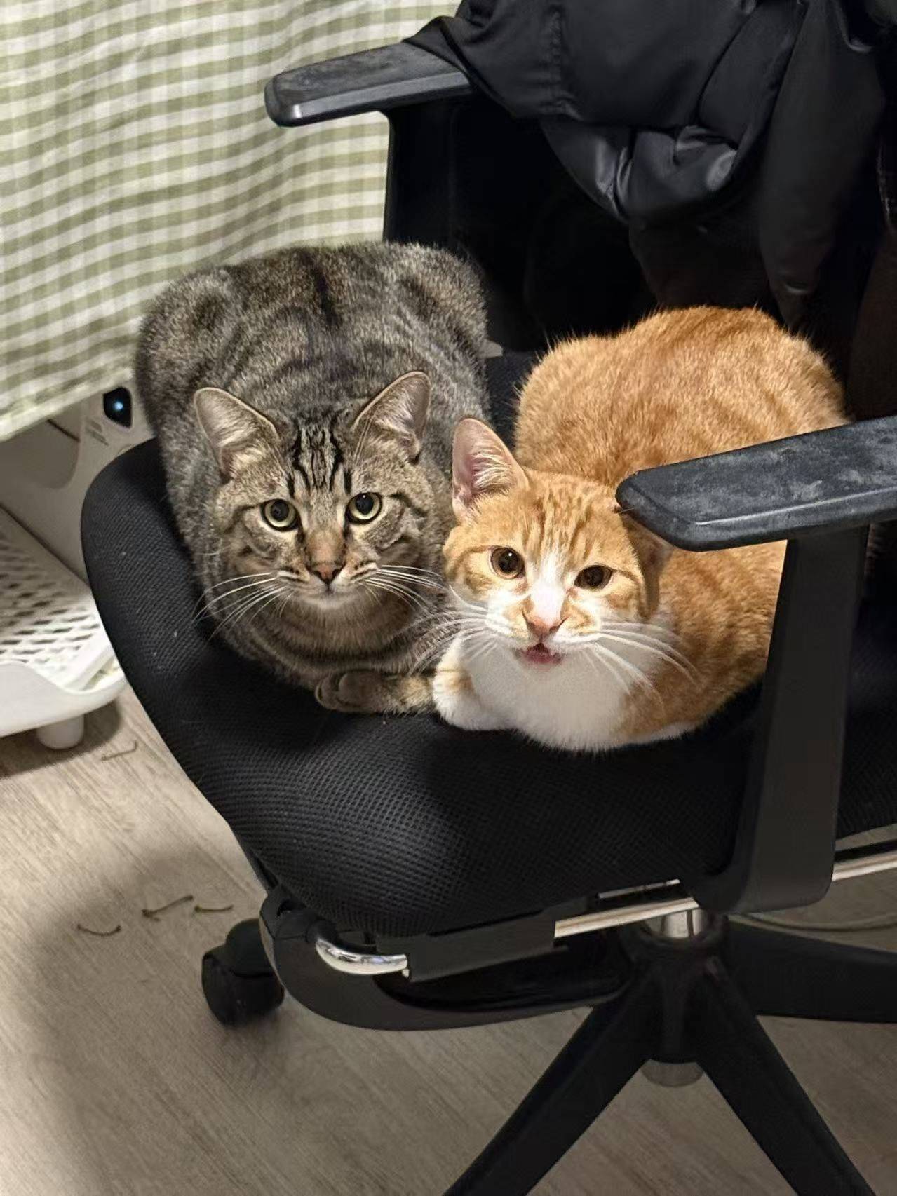 猫咪求领养