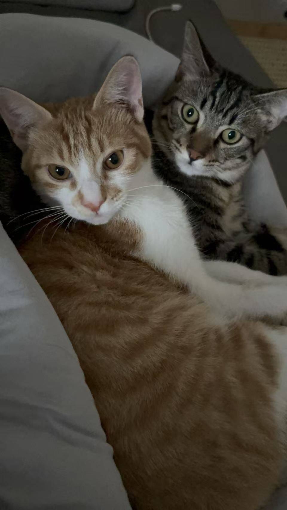 猫咪求领养_0