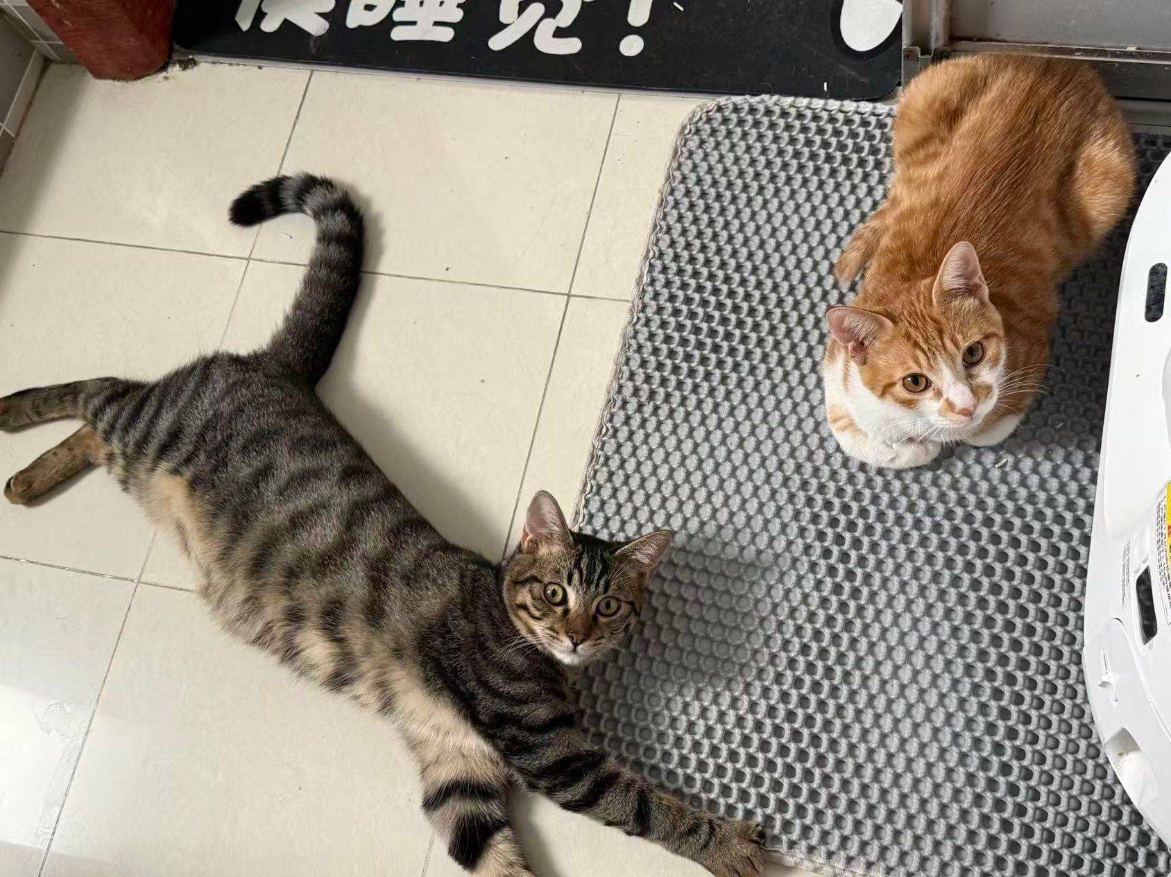 猫咪求领养_2
