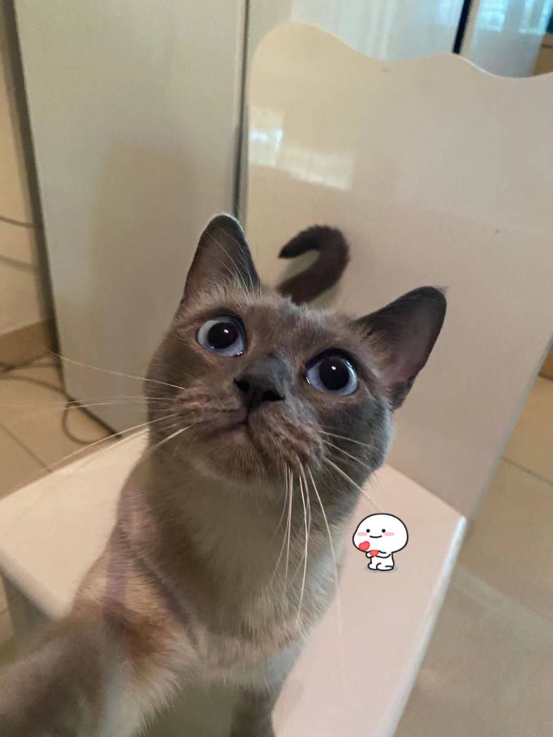 找整租