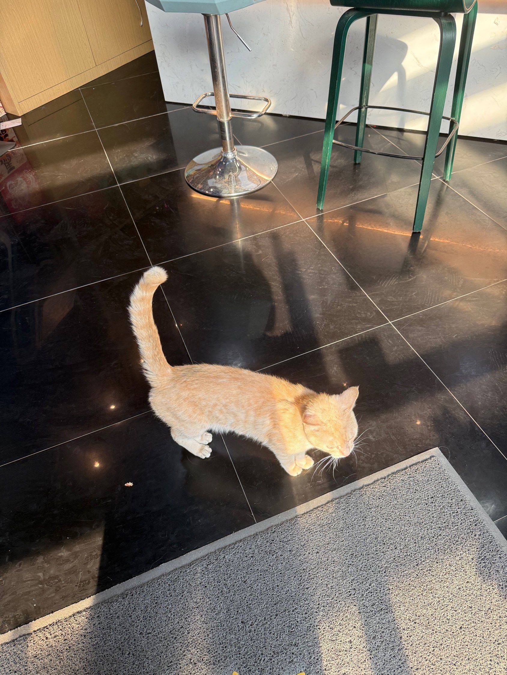 出闲置小猫，稀有火焰色，0.5元出_2