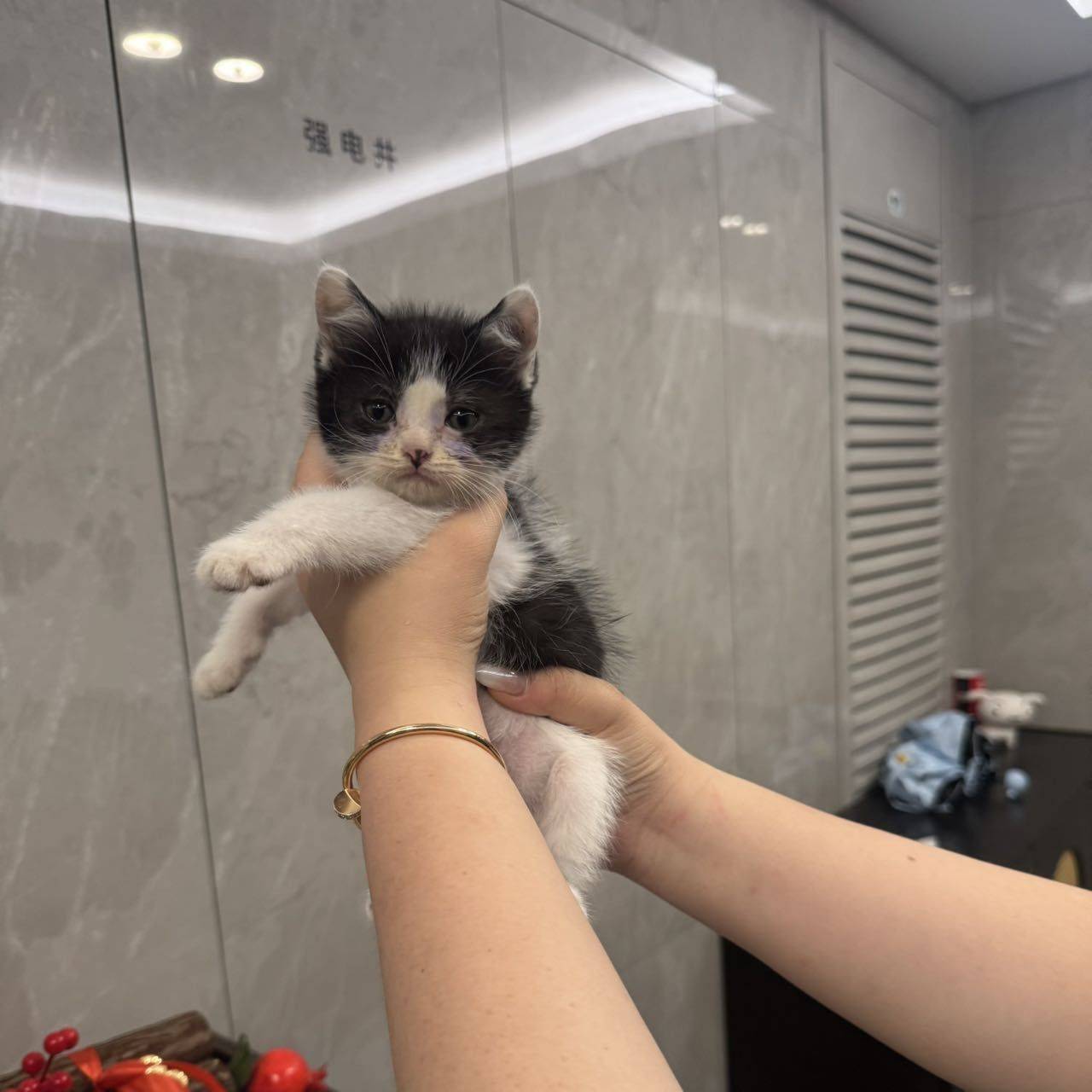 上海普陀小奶牛猫找领养_2