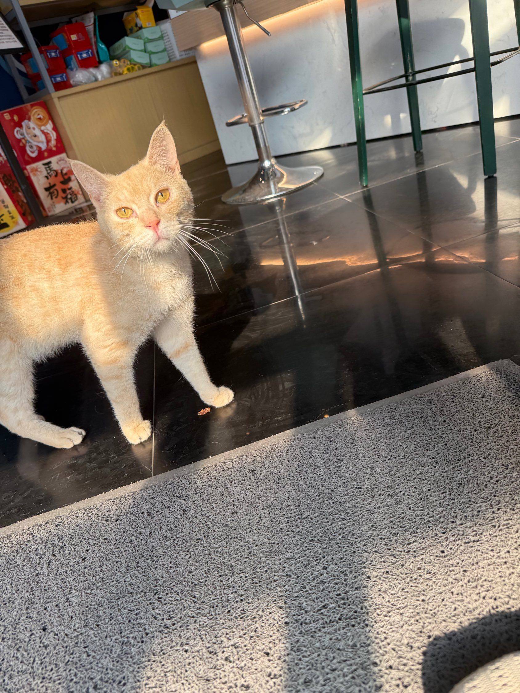 出闲置小猫，稀有火焰色，0.5元出