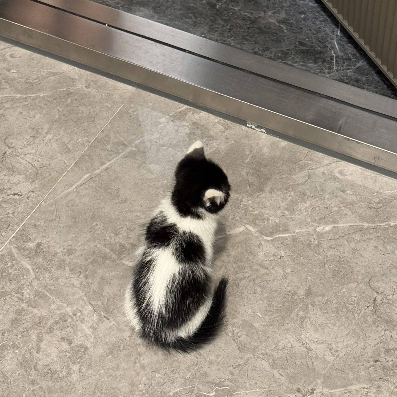 上海普陀小奶牛猫找领养_4