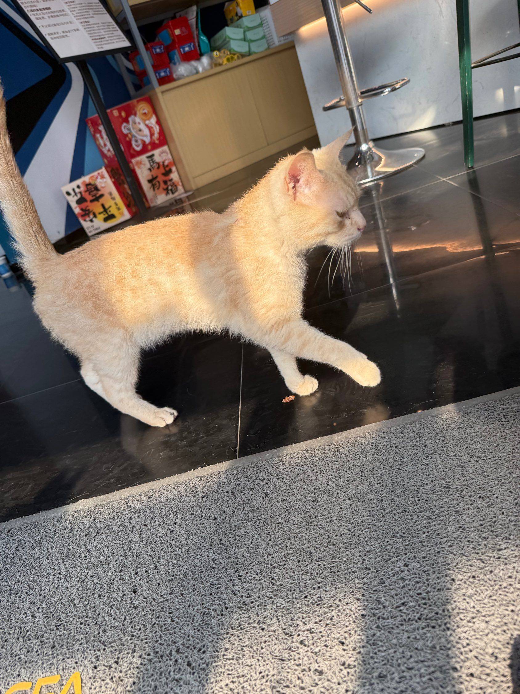 出闲置小猫，稀有火焰色，0.5元出_3