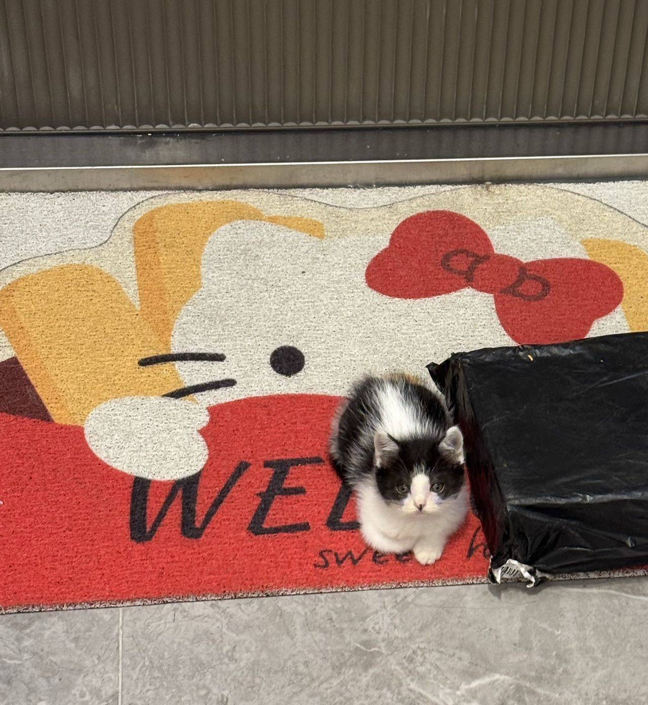上海普陀小奶牛猫找领养