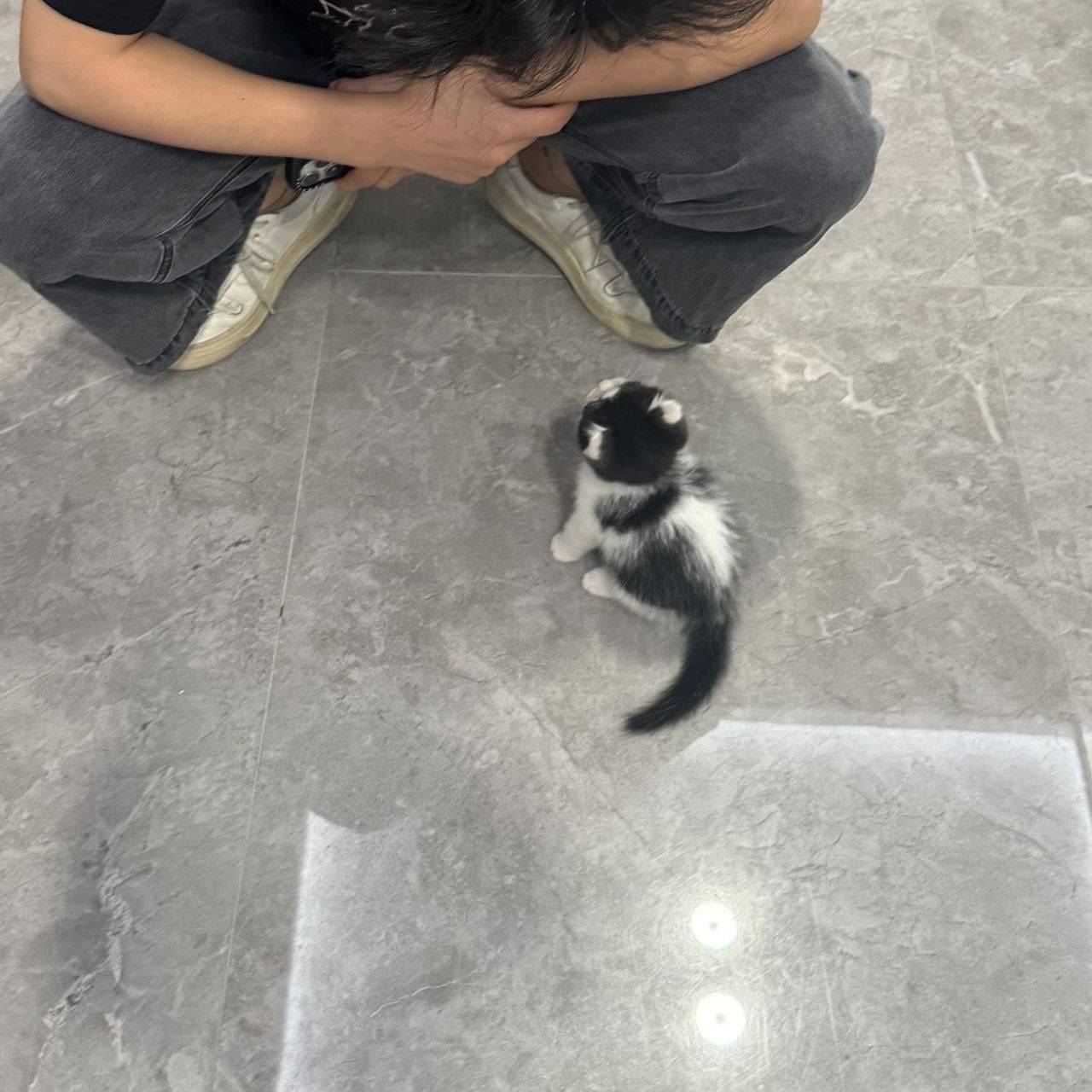 上海普陀小奶牛猫找领养_3