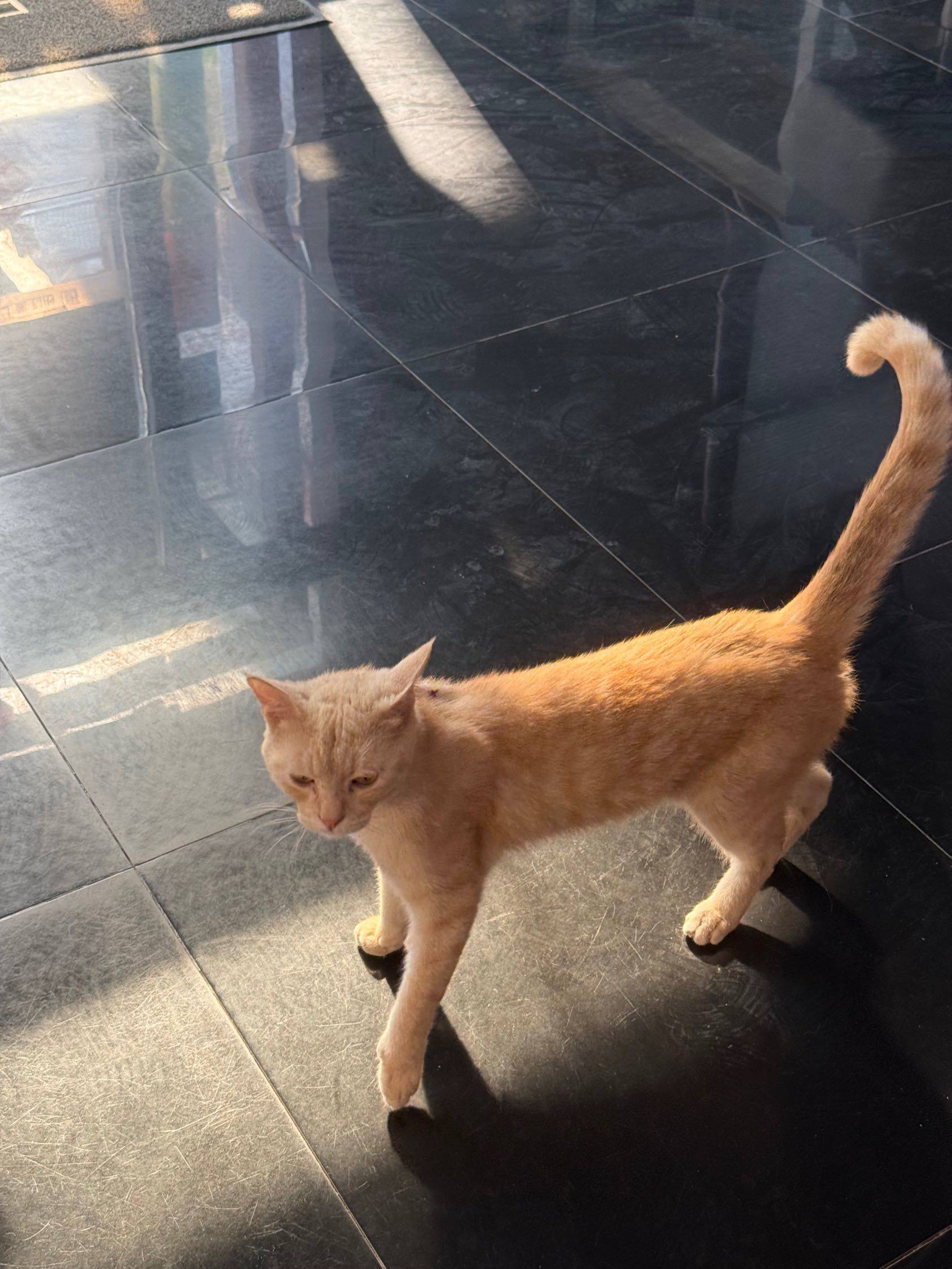 出闲置小猫，稀有火焰色，0.5元出_1