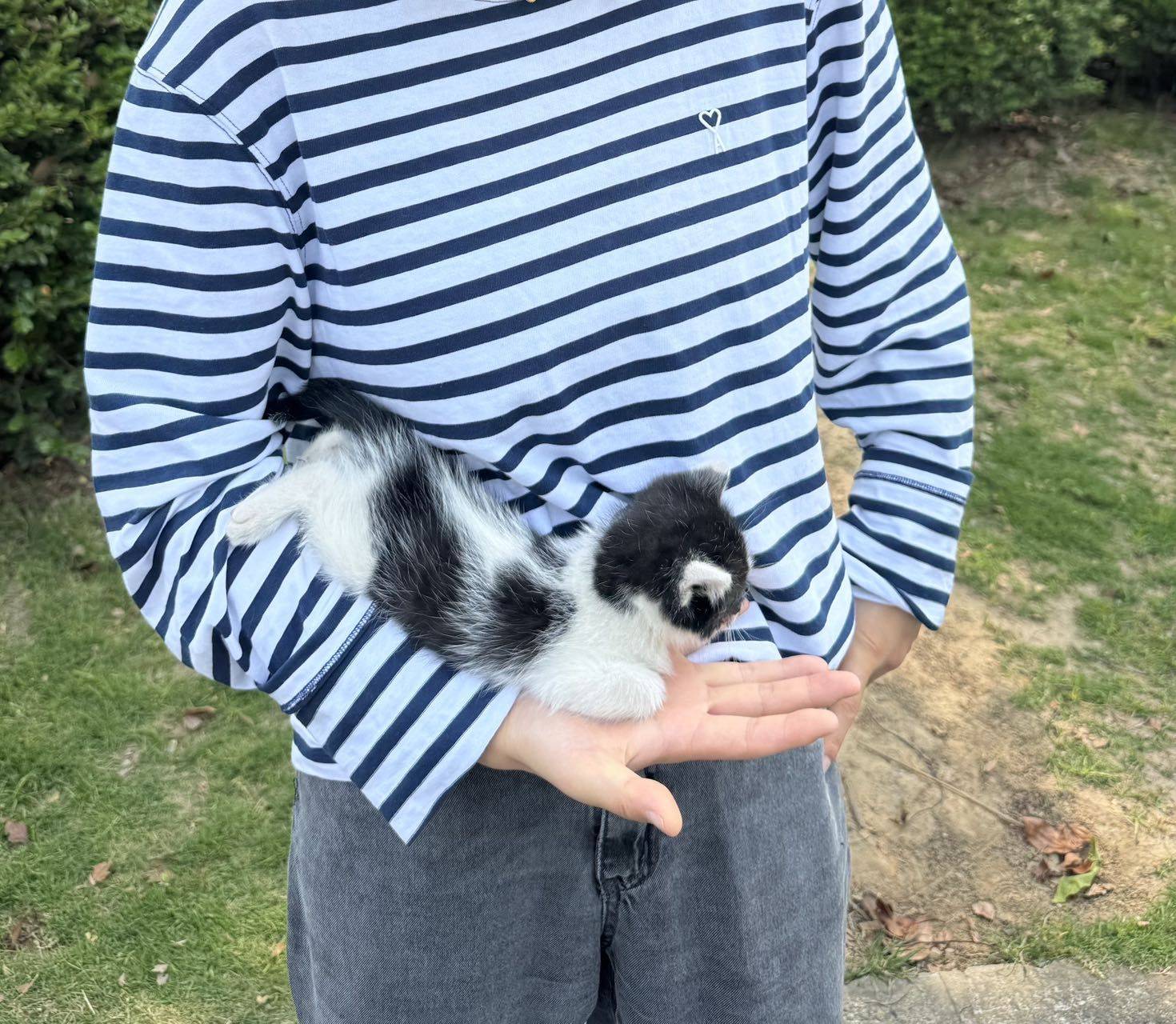 上海普陀小奶牛猫找领养_1