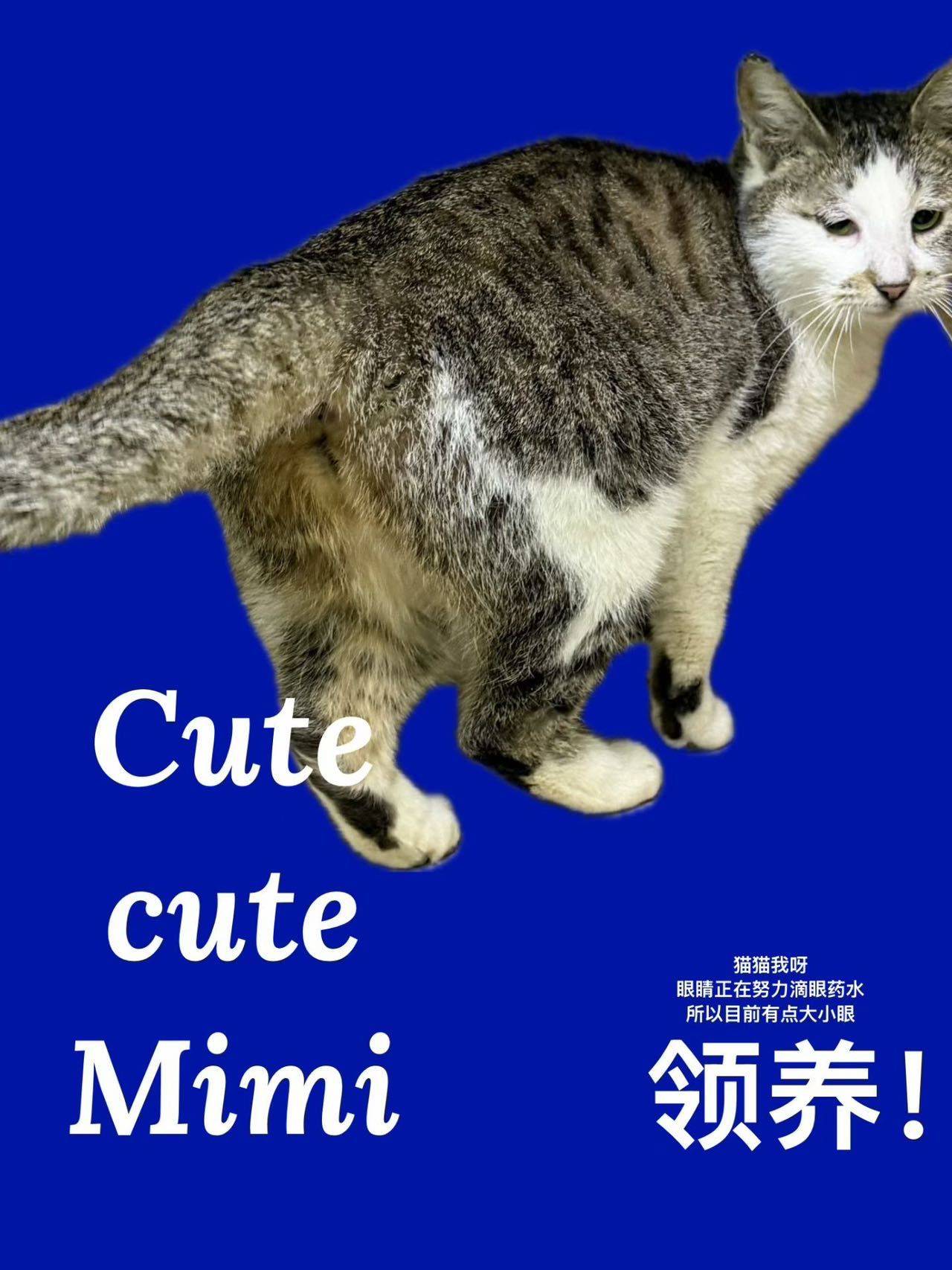 上海长宁静安猫咪寻求领养_1