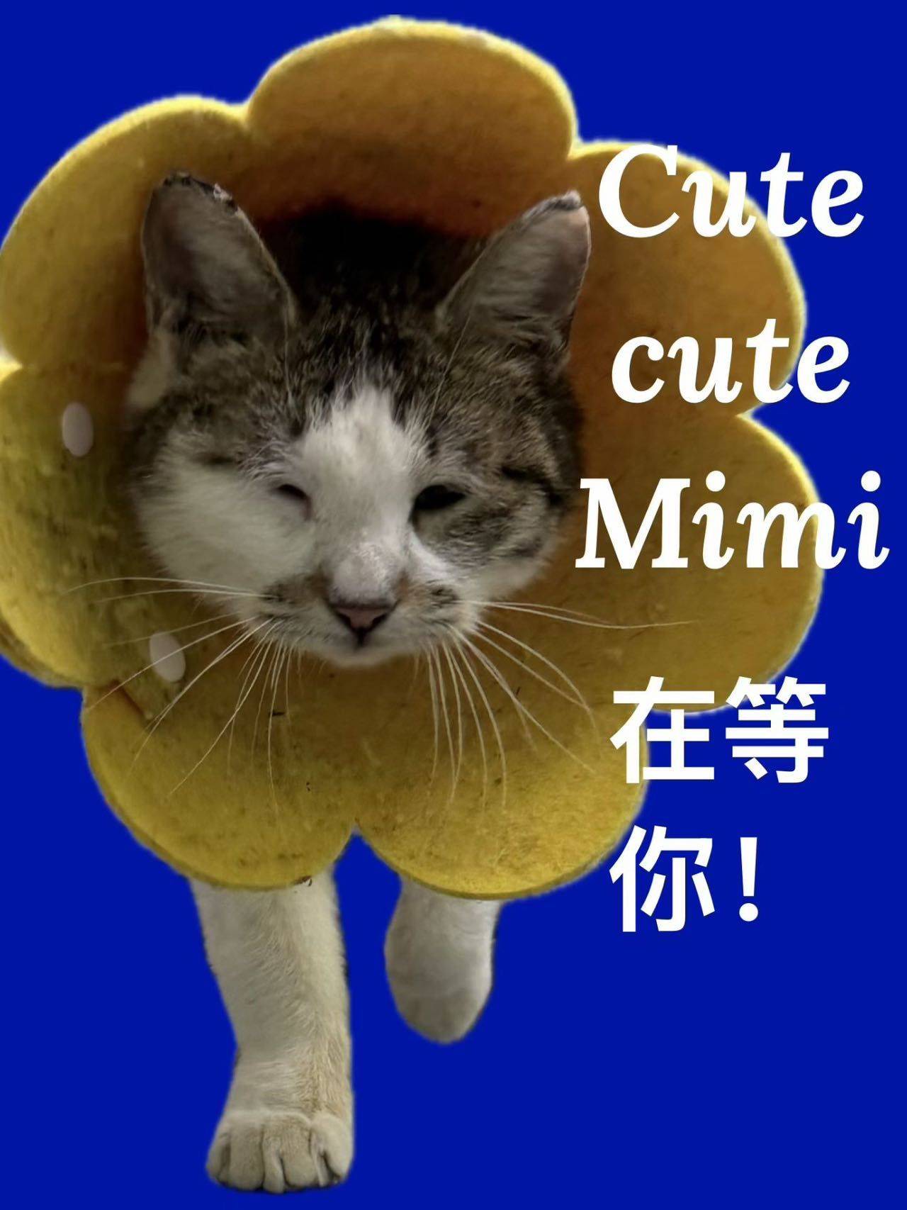 上海长宁静安猫咪寻求领养