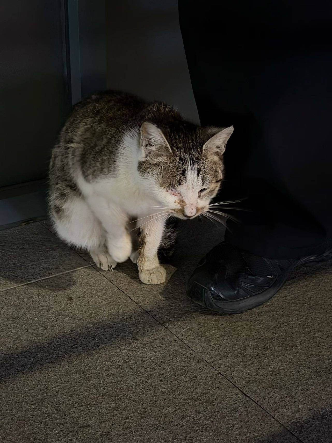 上海长宁静安猫咪寻求领养_3