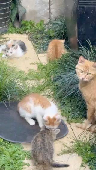 Kittens Looking for Adoption