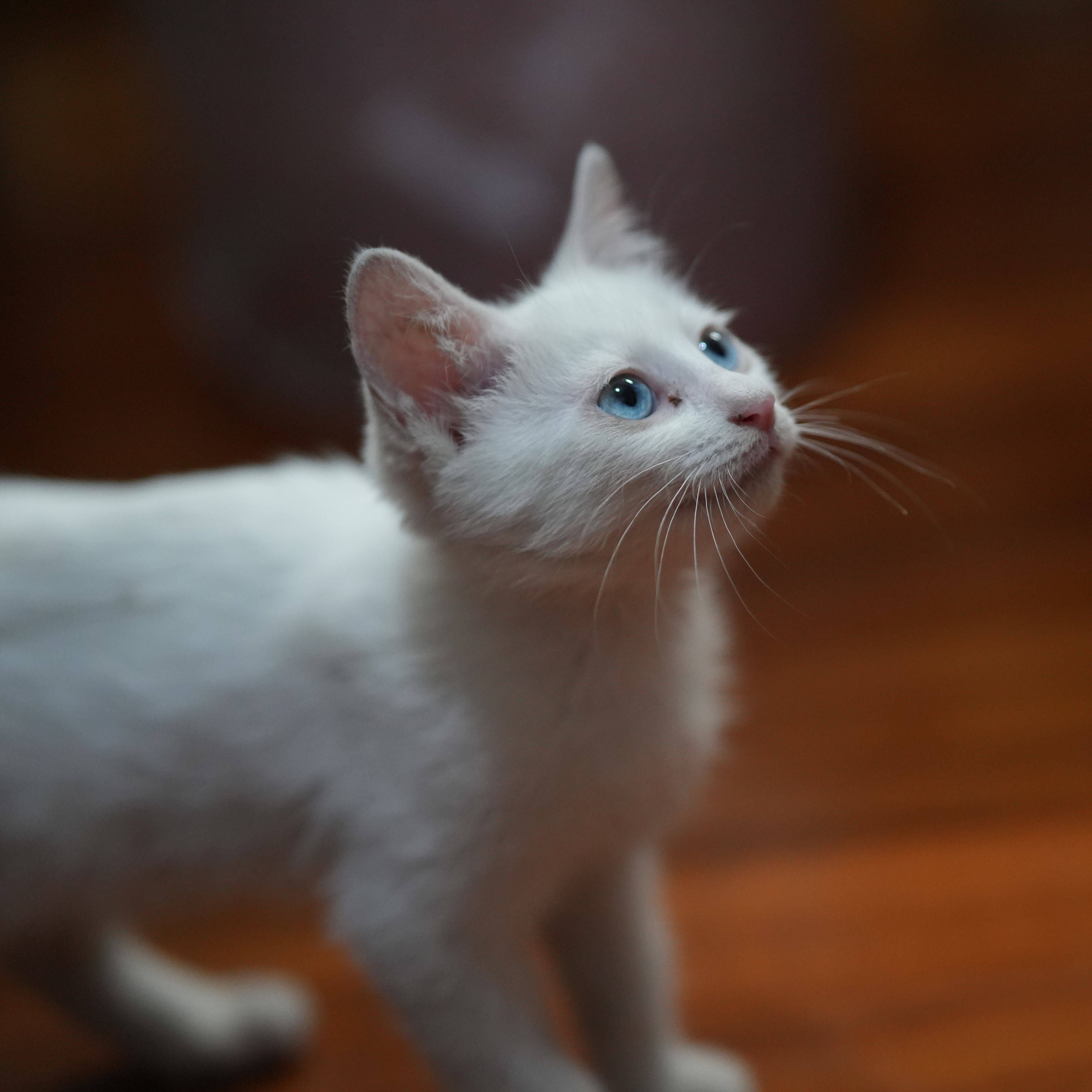 北京海淀区奥森周边猫咪领养_0
