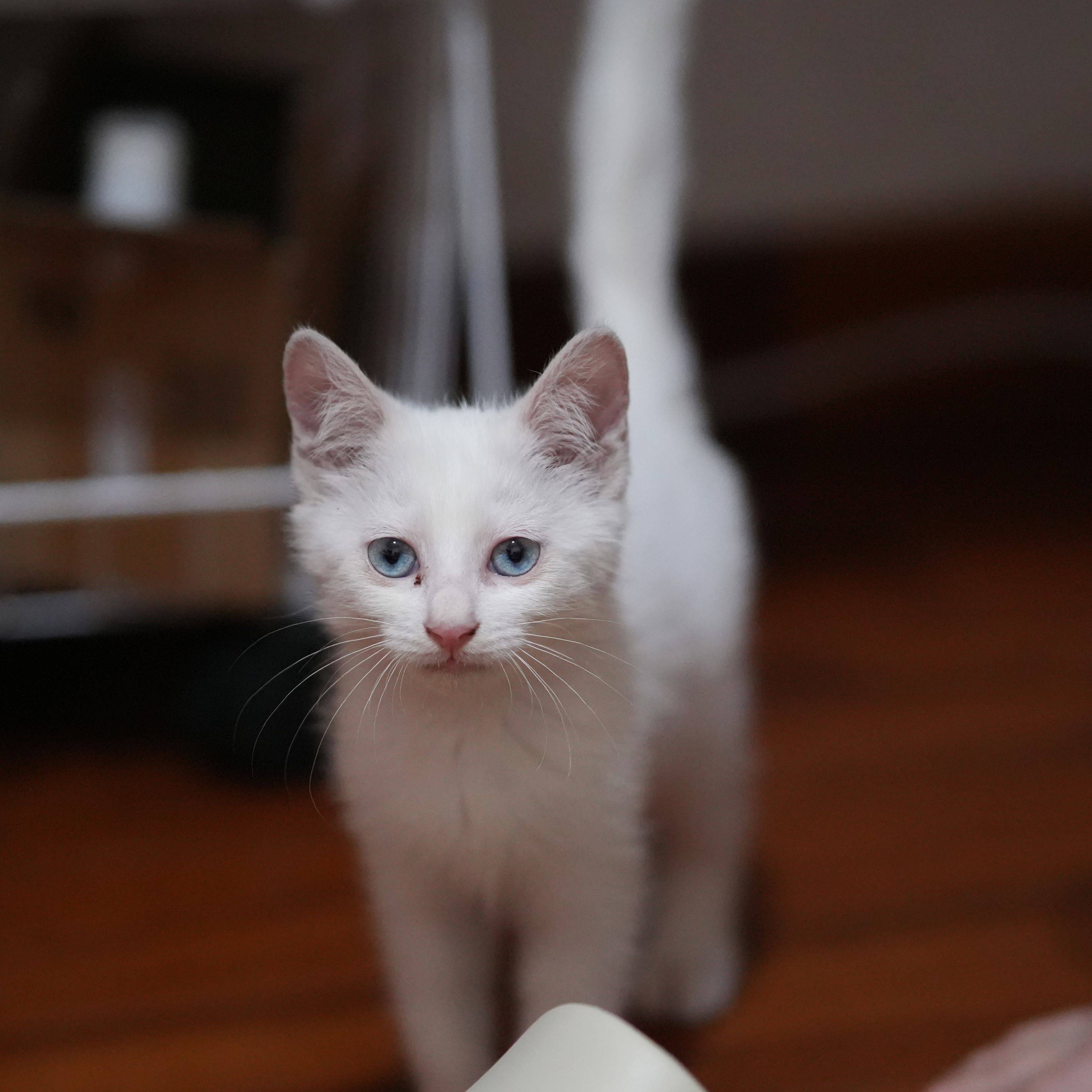 北京海淀区奥森周边猫咪领养_1