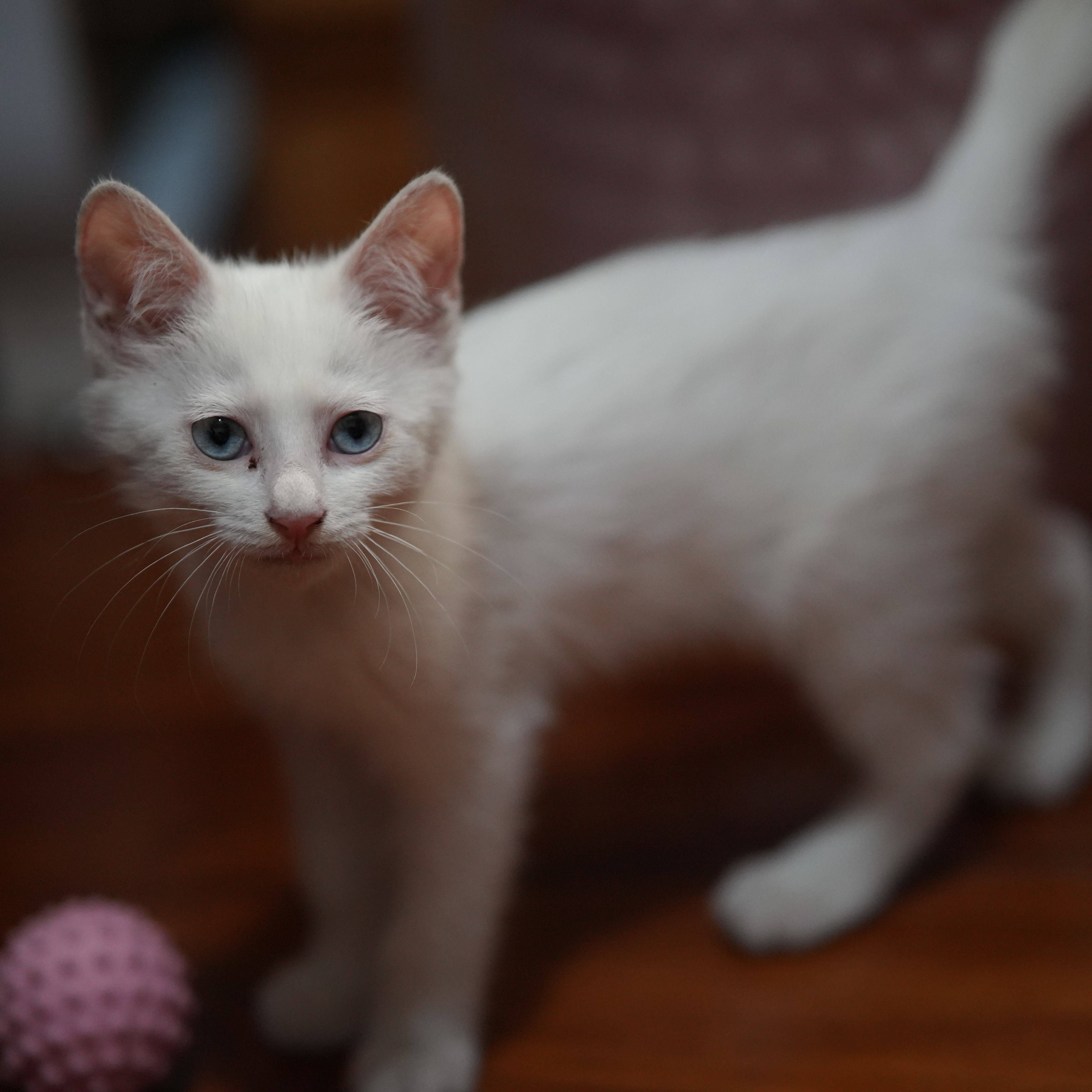 北京海淀区奥森周边猫咪领养_2