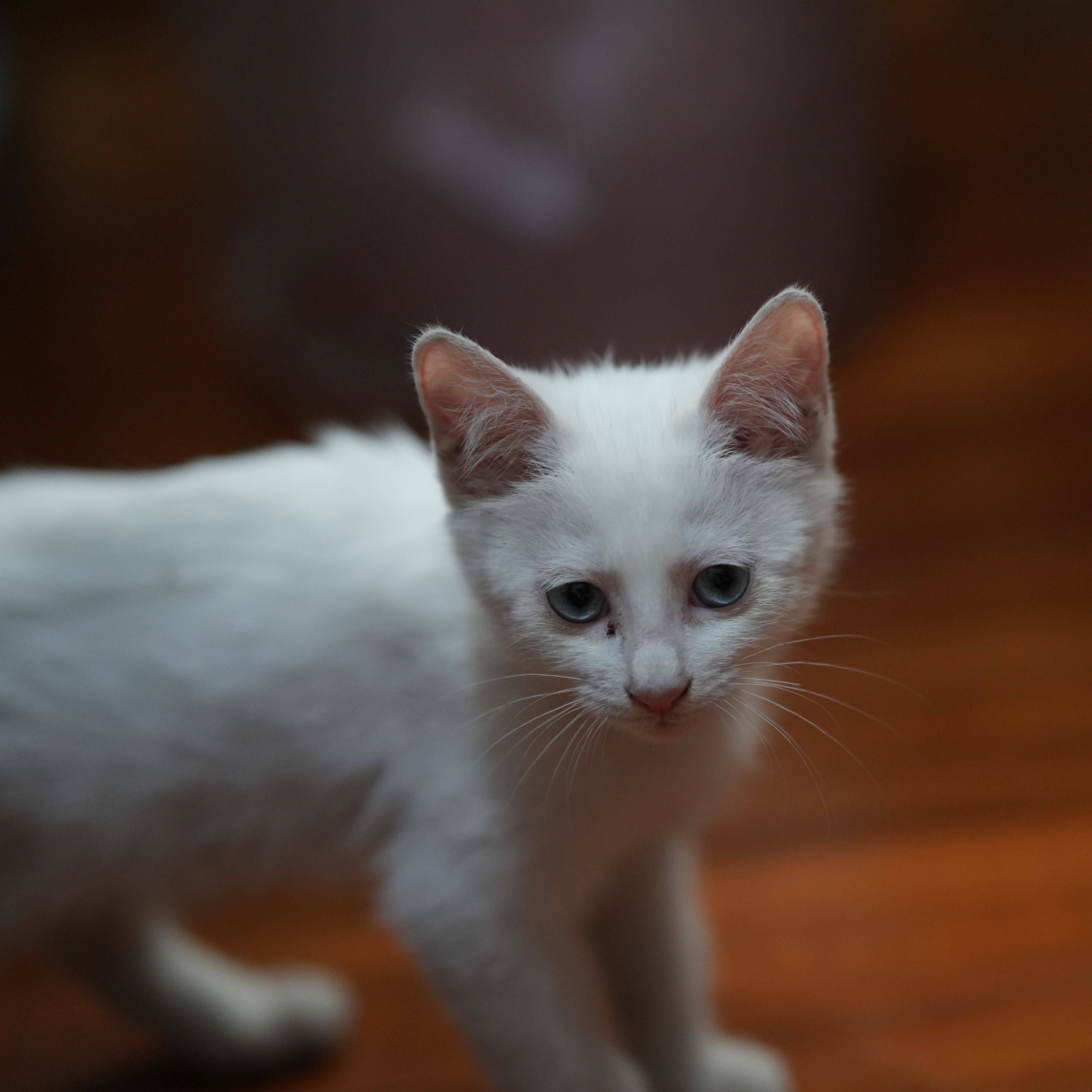 北京海淀区奥森周边猫咪领养_3