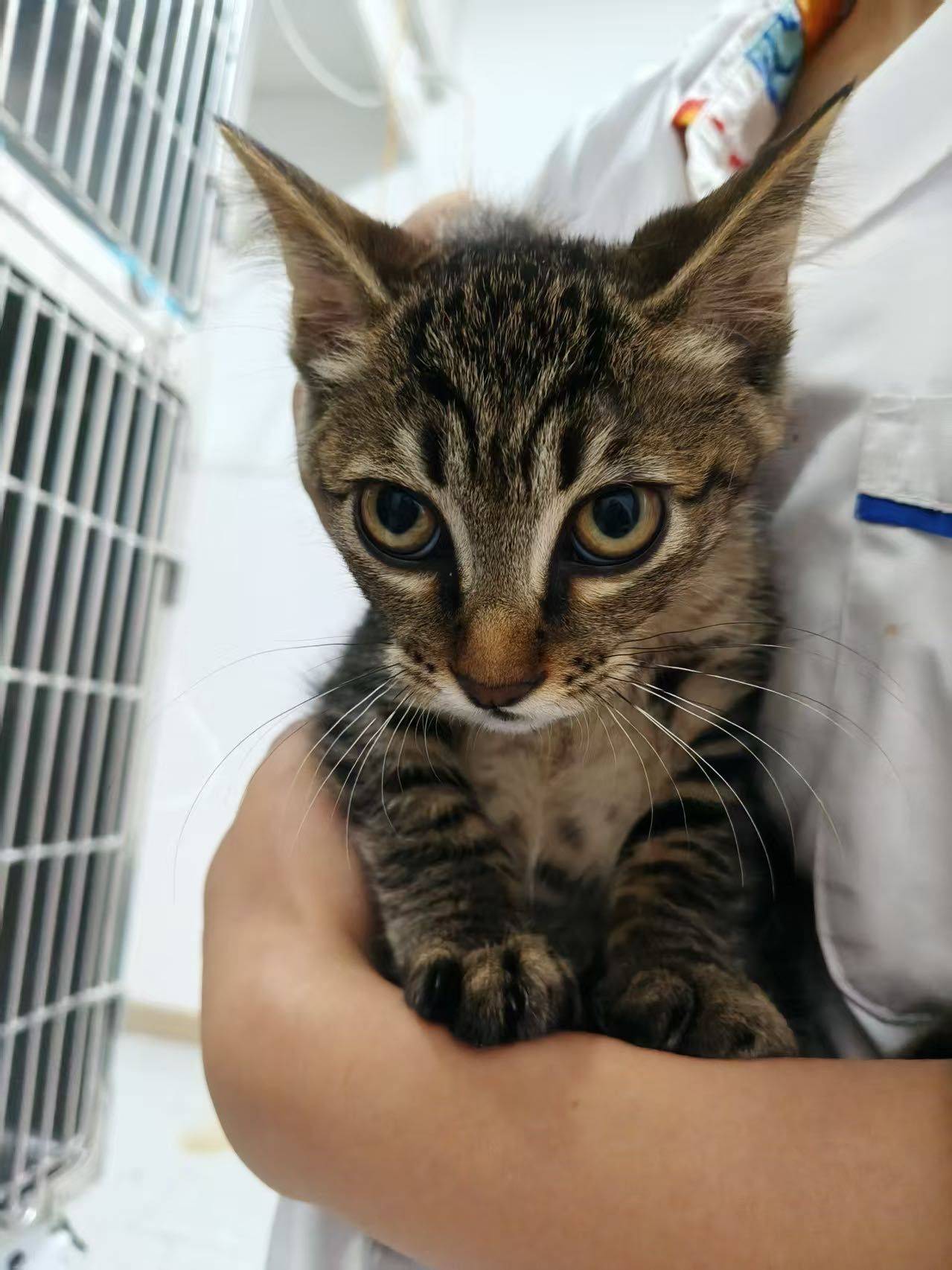 成都领养小猫_2