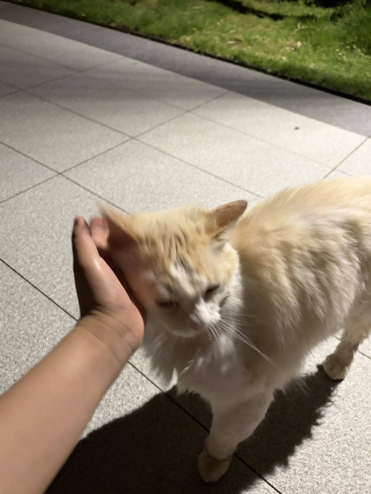 火焰色布偶找领养_2