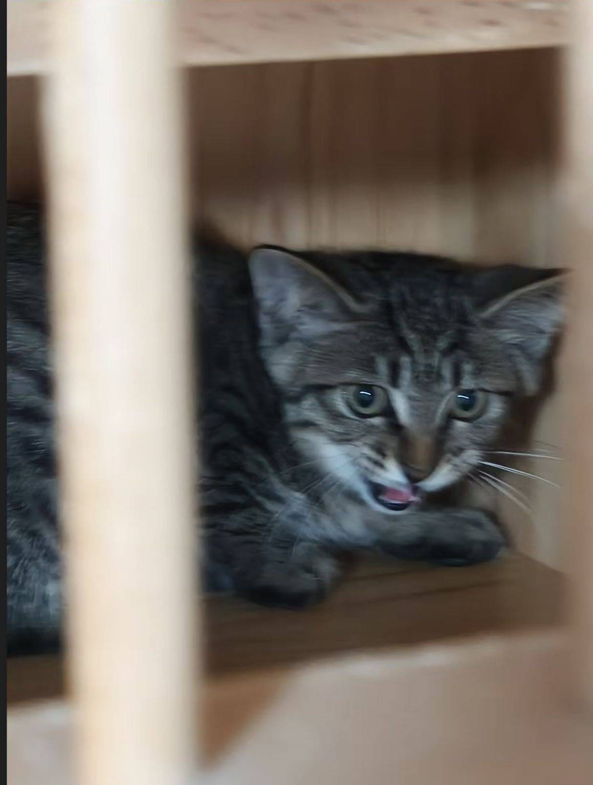成都领养小猫_3