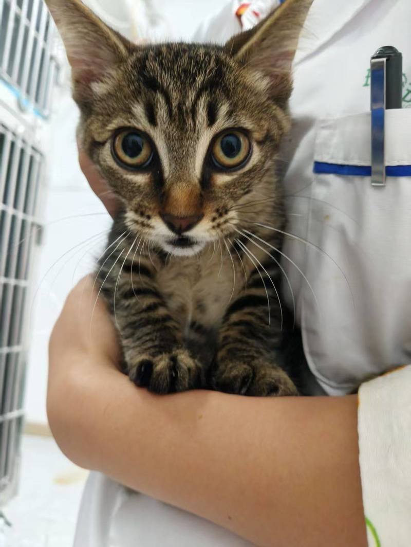 成都领养小猫
