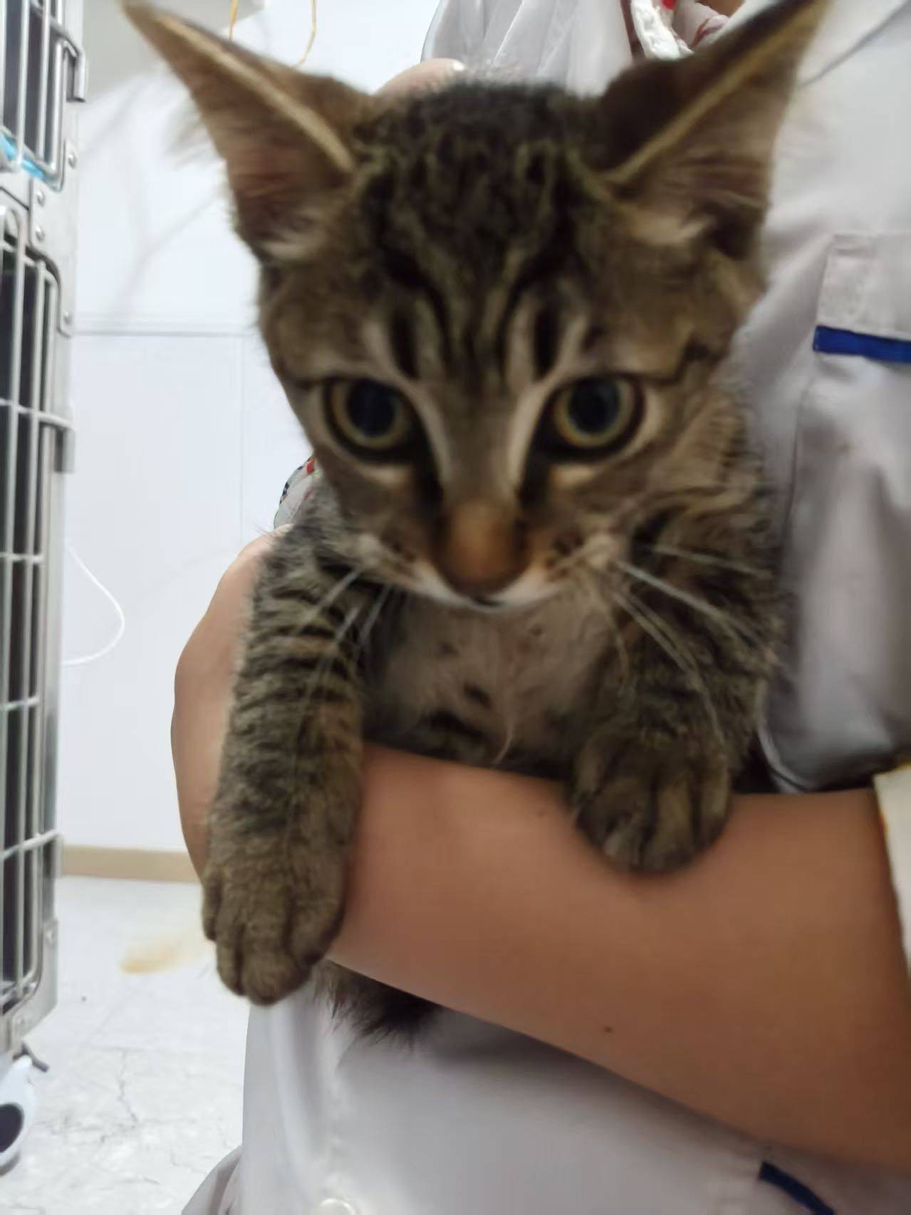 成都领养小猫_1
