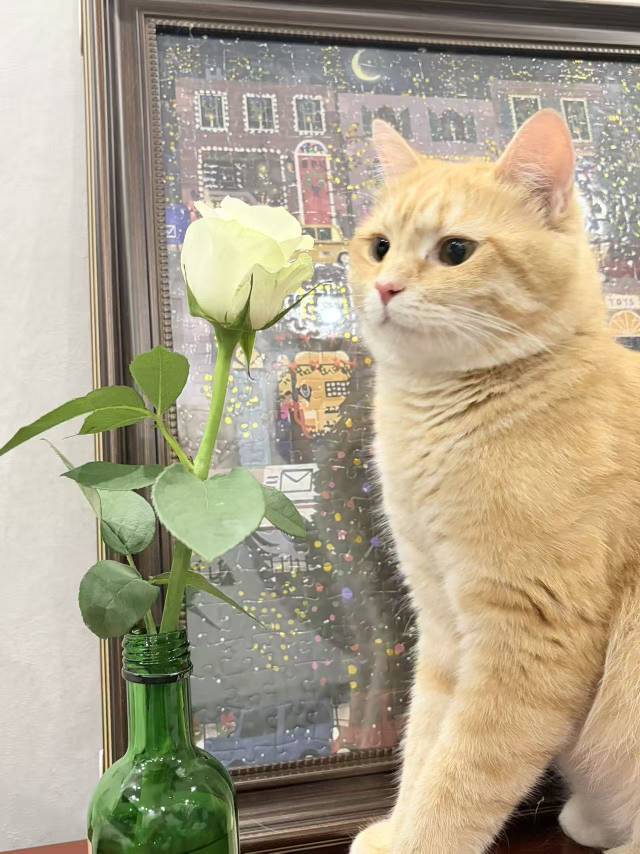 无偿领养猫咪_1