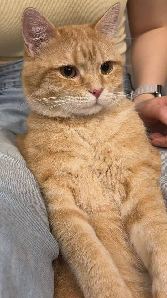 无偿领养猫咪_3